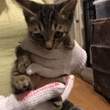 可愛い子猫ちゃん、里親さん募集します