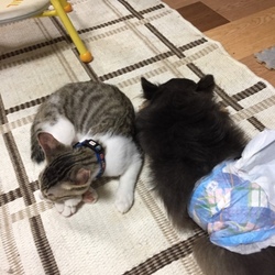 「僕も猫です」サムネイル3