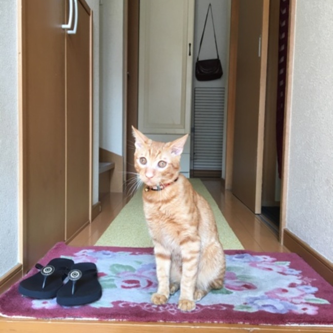 kote213のカバー写真