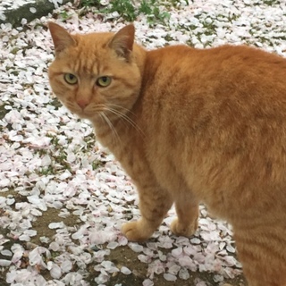 茶トラの女の子、里親さん預かりさんお願いします。