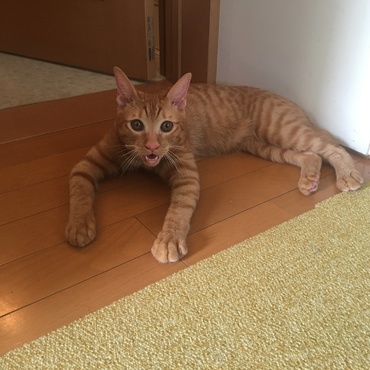 猫のおもちゃで走り回り、休憩している様子