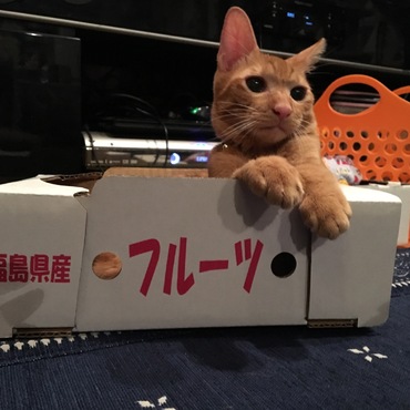 丁度いい箱に入りご満悦