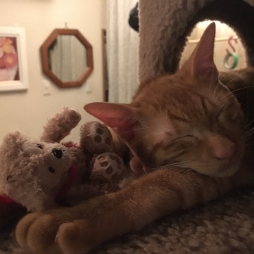 キャットタワーで就寝