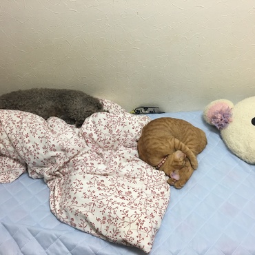 先住犬トイプ8歳(♂)と寝ている様子