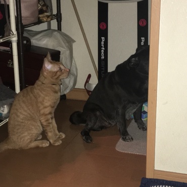 先住犬パグ11歳(♀)と何か狙っています。