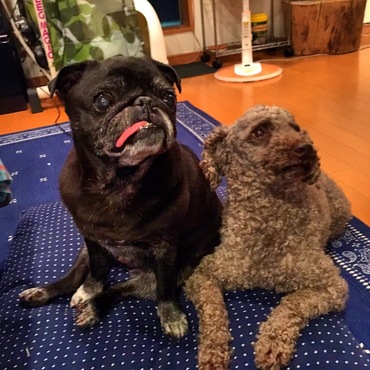 パグ11歳(♀)トイプ8歳(♂)