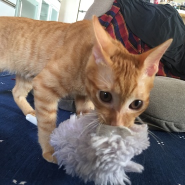 獲物を捕まえて来て自慢顔(獲物じゃないのでやめてほしい…笑)