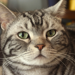 里親応募する前にやってみたこと １