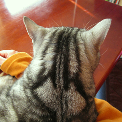 里親応募する前にやってみたこと　２