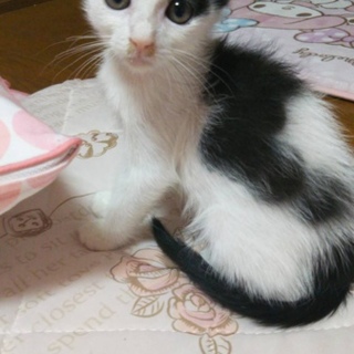 お目目くりくり！ジュンの家族になってください。