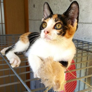５月生まれの三毛猫
