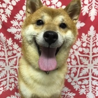 柴犬の元気くん