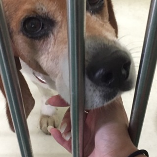 里親決定！有り難うございます