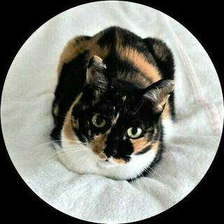 The 三毛猫 !!　美しいあきちゃん