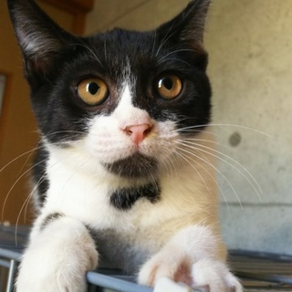 白黒ぶちの女の子