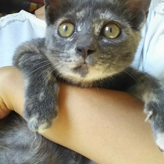 グレー系サビの女の子