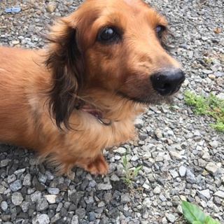 ダックス9才♀助けてください！！