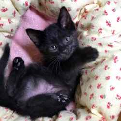 ハローウイン黒猫譲渡会＠大阪市都島区