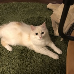 ひーさびさのペットログ