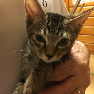 とっても人懐こいキジトラ子猫♂