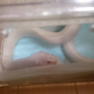 コーンスネーク里親募集