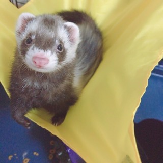 パスバレーフェレット里親様が決まりました