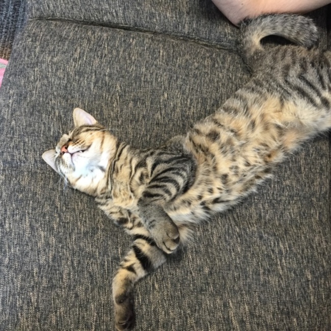 CTのカバー写真