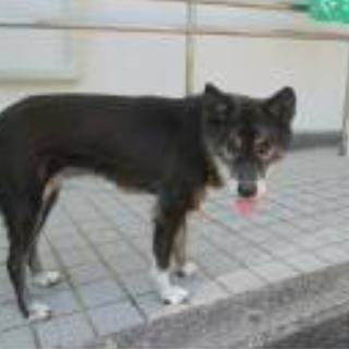 高齢飼い主放棄犬