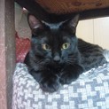 一匹飼いか猫エイズの先住猫のいるお家希望・ほたる