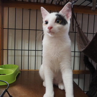 ぼく、シーです