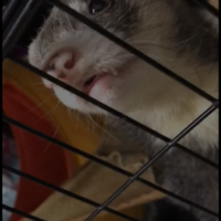 サンタ
