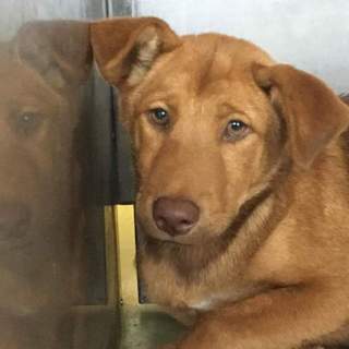 若くて可愛いコロン君の家族を募集しています