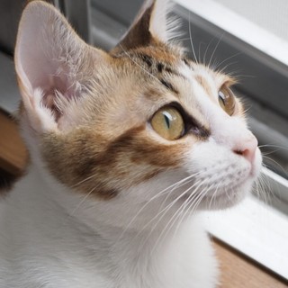 美猫「マロン」ちゃん♡