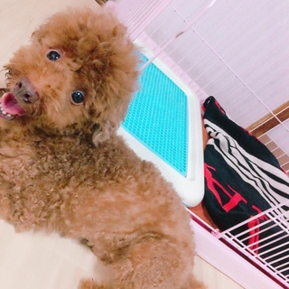 他サイトにて里親様決まりました！