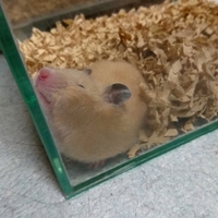 アリア