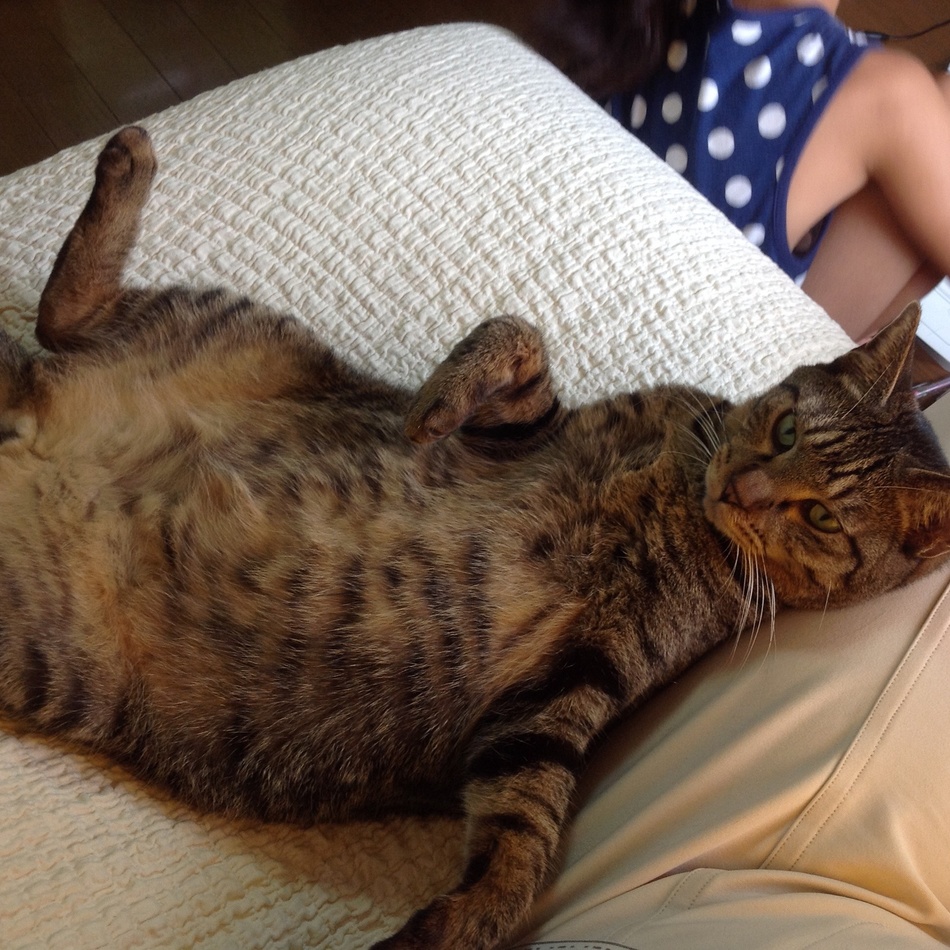 キラのすけのカバー写真