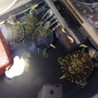 ミシシッピアカミミガメ ベビー