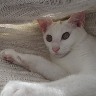 【宮城県仙台市】子猫里親募集です！！