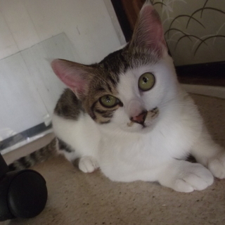 【宮城県仙台市】子猫里親募集です！！