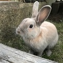 可愛いウサギの里親募集中