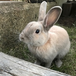 可愛いウサギの里親募集中