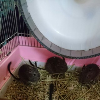 デグーベビー里親募集