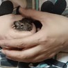 デグーベビー里親募集 サムネイル2