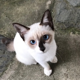 生後5ヶ月くらい青い目の子猫