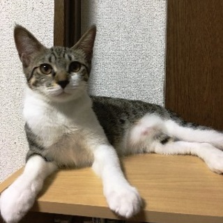 マルコ　　　6ヶ月くらいの女の子