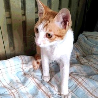 りく　　4ヶ月くらいの男の子
