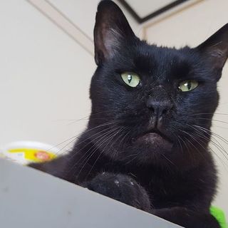 まるで犬！のような渋ユニーク顔の銀ちゃん