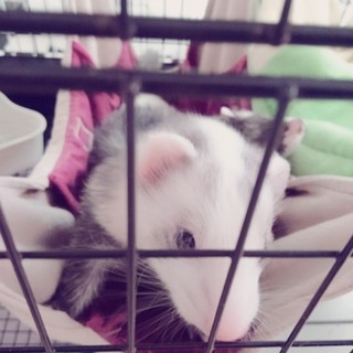 フェレット２匹人なっこいです♡  ♂  ♀ 