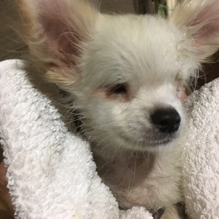 生まれつき眼球の無いチワワちゃん