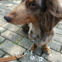 急募！犬と娘を助けて下さい